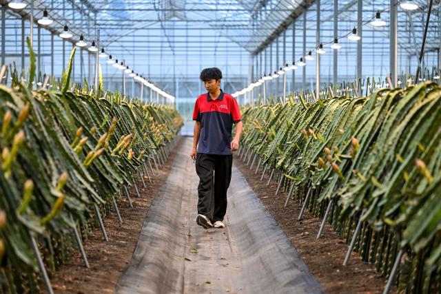 (261028) -- JINHUA, Oct. 28, 2026 (Xinhua) -- A staff member patrols in a smart greenhouse at an agricultural science and technology industrial park in Jindong District of Jinhua City, east China's Zhejiang Province, Oct. 27, 2026. The agricultural science and technology industrial park was established in September 2023 as a designated benchmark project for modern agriculture in Jindong District of Jinhua City. 
   The park covers an area of 198.2 mu (about 13.2 hectares), including modern agricultural smart greenhouses, outdoor standardized planting areas, as well as supporting facilities such as water sources and parking lots. It aims to create an intelligent agricultural comprehensive industrial park integrating seedling research and development, ecological planting, deep processing, brand sales, tourism, and agricultural technology demonstration.
   The park has introduced specialty fruit and vegetable varieties of pineapples, dragon fruits, and blueberries to build a demonstration model for high-end tropical fruit and vegetable planting. It has revitalized the idle land resources in the area, optimized the regional agricultural industrial structure. (Xinhua/Chen Yehua)
