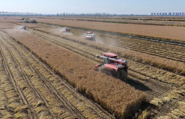 (261029) -- SHIJIAZHUANG, Oct. 29, 2026 (Xinhua) -- Farmers operate agricultural machines to harvest rice in paddy fields at a farm in Lutai economic development zone of Tangshan City, north China's Hebei Province, Oct. 28, 2026. The autumn harvest of over 60 million mu (4 million hectares) of crop fields in Hebei is drawing to an end. (Xinhua/Yang Shiyao)
