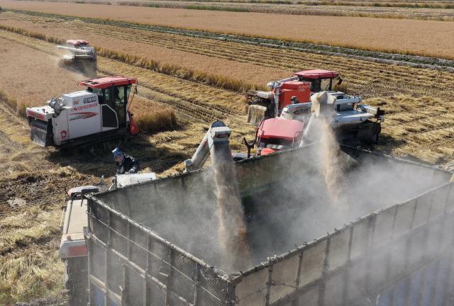(261029) -- SHIJIAZHUANG, Oct. 29, 2026 (Xinhua) -- Farmers operate agricultural machines to harvest rice in paddy fields at a farm in Lutai economic development zone of Tangshan City, north China's Hebei Province, Oct. 28, 2026. The autumn harvest of over 60 million mu (4 million hectares) of crop fields in Hebei is drawing to an end. (Xinhua/Yang Shiyao)
