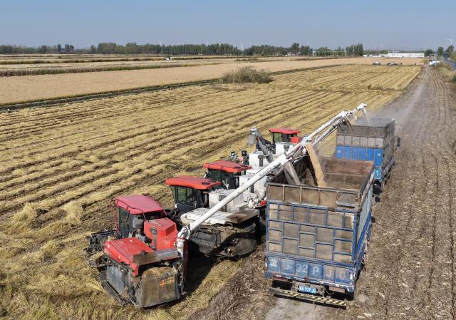 (261029) -- SHIJIAZHUANG, Oct. 29, 2026 (Xinhua) -- Farmers operate agricultural machines to harvest rice in paddy fields at a farm in Lutai economic development zone of Tangshan City, north China's Hebei Province, Oct. 28, 2026. The autumn harvest of over 60 million mu (4 million hectares) of crop fields in Hebei is drawing to an end. (Xinhua/Yang Shiyao)