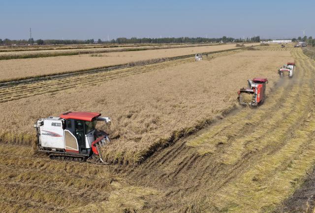(261029) -- SHIJIAZHUANG, Oct. 29, 2026 (Xinhua) -- Farmers operate agricultural machines to harvest rice in paddy fields at a farm in Lutai economic development zone of Tangshan City, north China's Hebei Province, Oct. 28, 2026. The autumn harvest of over 60 million mu (4 million hectares) of crop fields in Hebei is drawing to an end. (Xinhua/Yang Shiyao)