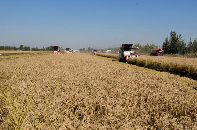 (261029) -- SHIJIAZHUANG, Oct. 29, 2026 (Xinhua) -- Farmers operate agricultural machines to harvest rice in paddy fields at a farm in Lutai economic development zone of Tangshan City, north China's Hebei Province, Oct. 28, 2026. The autumn harvest of over 60 million mu (4 million hectares) of crop fields in Hebei is drawing to an end. (Xinhua/Yang Shiyao)