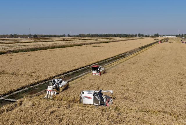 (261029) -- SHIJIAZHUANG, Oct. 29, 2026 (Xinhua) -- Farmers operate agricultural machines to harvest rice in paddy fields at a farm in Lutai economic development zone of Tangshan City, north China's Hebei Province, Oct. 28, 2026. The autumn harvest of over 60 million mu (4 million hectares) of crop fields in Hebei is drawing to an end. (Xinhua/Yang Shiyao)