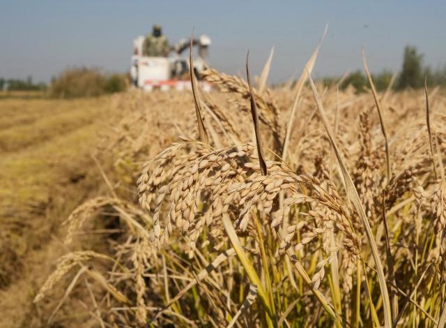 (261029) -- SHIJIAZHUANG, Oct. 29, 2026 (Xinhua) -- A farmer operates an agricultural machine to harvest rice in paddy fields at a farm in Lutai economic development zone of Tangshan City, north China's Hebei Province, Oct. 28, 2026. The autumn harvest of over 60 million mu (4 million hectares) of crop fields in Hebei is drawing to an end. (Xinhua/Yang Shiyao)
