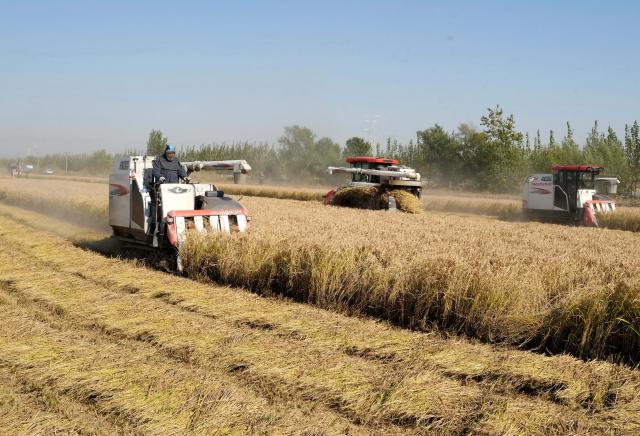(261029) -- SHIJIAZHUANG, Oct. 29, 2026 (Xinhua) -- Farmers operate agricultural machines to harvest rice in paddy fields at a farm in Lutai economic development zone of Tangshan City, north China's Hebei Province, Oct. 28, 2026. The autumn harvest of over 60 million mu (4 million hectares) of crop fields in Hebei is drawing to an end. (Xinhua/Yang Shiyao)