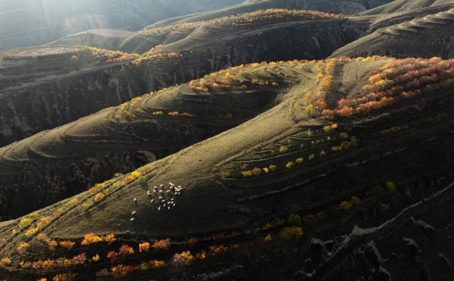 (261029) -- LANZHOU, Oct. 29, 2026 (Xinhua) -- An aerial drone photo taken on Oct. 18, 2026 shows a flock of goats grazing on a mountain ridge in Qingyang, northwest China's Gansu Province. (Photo by Zhang Yongxin/Xinhua)