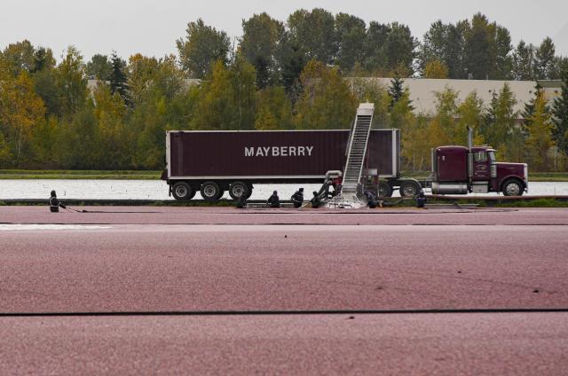 (261030) -- BURNABY, Oct. 30, 2026 (Xinhua) -- Workers harvest cranberries beside a truck at a farm in Burnaby, British Columbia, Canada, Oct. 29, 2026. The cranberry harvest season in Canada's British Columbia province typically runs from September through October, sometimes extending into early November. (Photo by Liang Sen/Xinhua)