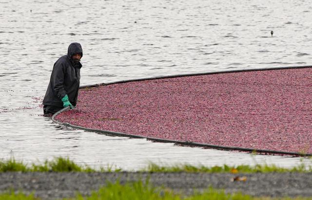 (261030) -- BURNABY, Oct. 30, 2026 (Xinhua) -- A worker gathers floating cranberries at a farm in Burnaby, British Columbia, Canada, Oct. 29, 2026. The cranberry harvest season in Canada's British Columbia province typically runs from September through October, sometimes extending into early November. (Photo by Liang Sen/Xinhua)