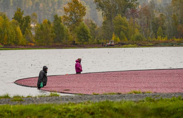 (261030) -- BURNABY, Oct. 30, 2026 (Xinhua) -- Workers gather floating cranberries at a farm in Burnaby, British Columbia, Canada, Oct. 29, 2026. The cranberry harvest season in Canada's British Columbia province typically runs from September through October, sometimes extending into early November. (Photo by Liang Sen/Xinhua)