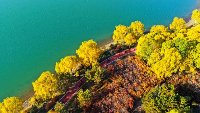 (261030) -- BEIJING, Oct. 30, 2026 (Xinhua) -- An aerial drone photo taken on Oct. 27, 2026 shows people riding bicycles at an ecological scenic area in Zhangye, northwest China's Gansu Province. (Photo by Cheng Lin/Xinhua)