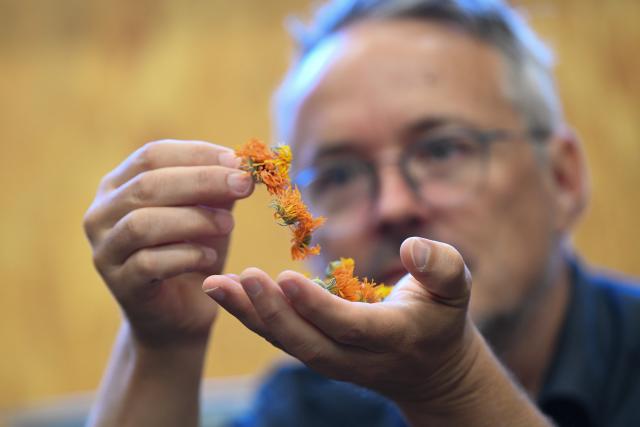 (261030) -- FRUTIGEN, Oct. 30, 2026 (Xinhua) -- Silvan Schmid, CEO of Puralpina, displays herbs at the company in Frutigen, Switzerland, Oct. 14, 2026. The ninth China International Import Expo (CIIE) is scheduled to take place in Shanghai from Nov. 5 to 10, 2026. Puralpina, a Swiss family business based in Frutigen in the Bernese Oberland, will exhibit at the expo for the second time, with twice as many product varieties as last year. (Xinhua/Lian Yi)