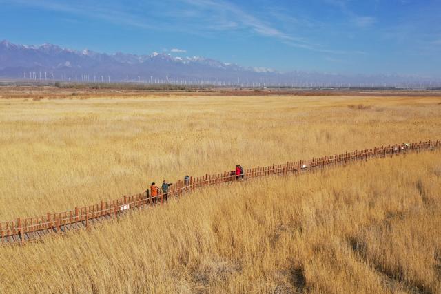 (261030) -- URUMQI, Oct. 30, 2026 (Xinhua) -- A drone photo taken on Oct. 29, 2026 shows tourists visiting the Chaiwopu Lake National Wetland Park in Dabancheng District of Urumqi, northwest China's Xinjiang Uygur Autonomous Region.
  In recent years, various parts of Xinjiang have taken a range of measures to build ecological barriers in both urban and rural areas. While efforts are being coordinated to green barren land and restore wetlands, advanced technologies have been adopted to safeguard forests and grasslands. 
   These initiatives prove highly effective in securing and improving the ecosystem and biodiversity across the region. Specialty fruit planting and cultural tourism services are also burgeoning here. (Xinhua/Ding Lei)
