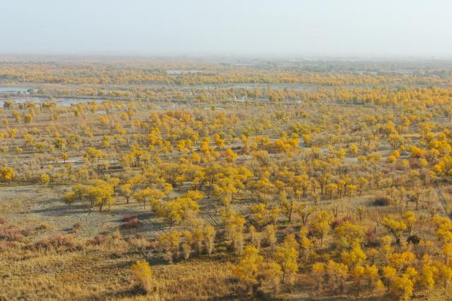 (261030) -- URUMQI, Oct. 30, 2026 (Xinhua) -- A drone photo taken on Oct. 26, 2026 shows populus euphratica forests at the Lop Nur National Wetland Park in Yuli County, northwest China's Xinjiang Uygur Autonomous Region.
  In recent years, various parts of Xinjiang have taken a range of measures to build ecological barriers in both urban and rural areas. While efforts are being coordinated to green barren land and restore wetlands, advanced technologies have been adopted to safeguard forests and grasslands. 
   These initiatives prove highly effective in securing and improving the ecosystem and biodiversity across the region. Specialty fruit planting and cultural tourism services are also burgeoning here. (Xinhua/Ding Lei)