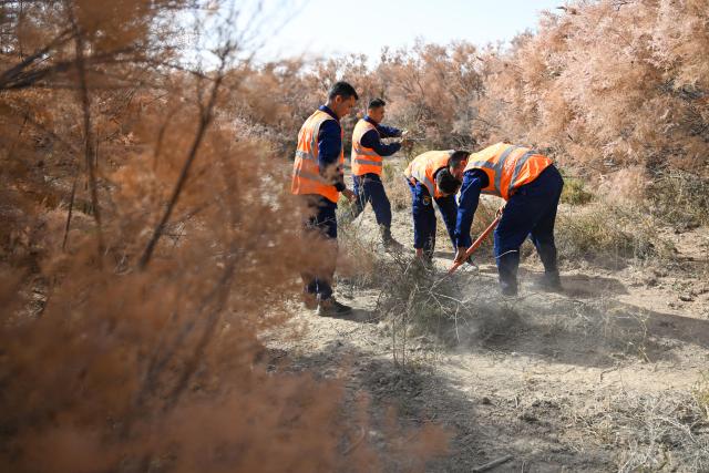 (261030) -- URUMQI, Oct. 30, 2026 (Xinhua) -- Forest and grassland firefighters remove weeds while patrolling among tamarisk trees at Hoxud County, northwest China's Xinjiang Uygur Autonomous Region, Oct. 26, 2026.
  In recent years, various parts of Xinjiang have taken a range of measures to build ecological barriers in both urban and rural areas. While efforts are being coordinated to green barren land and restore wetlands, advanced technologies have been adopted to safeguard forests and grasslands. 
   These initiatives prove highly effective in securing and improving the ecosystem and biodiversity across the region. Specialty fruit planting and cultural tourism services are also burgeoning here. (Xinhua/Ding Lei)