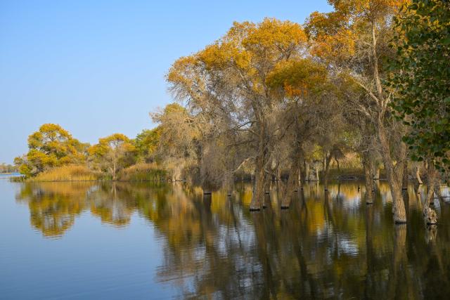(261030) -- URUMQI, Oct. 30, 2026 (Xinhua) -- This photo taken on Oct. 26, 2026 shows populus euphratica forests at the Lop Nur National Wetland Park in Yuli County, northwest China's Xinjiang Uygur Autonomous Region.
  In recent years, various parts of Xinjiang have taken a range of measures to build ecological barriers in both urban and rural areas. While efforts are being coordinated to green barren land and restore wetlands, advanced technologies have been adopted to safeguard forests and grasslands. 
   These initiatives prove highly effective in securing and improving the ecosystem and biodiversity across the region. Specialty fruit planting and cultural tourism services are also burgeoning here. (Xinhua/Ding Lei)