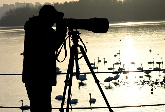 (261030) -- ZHENGZHOU, Oct. 30, 2026 (Xinhua) -- A photographer takes photos at a wetland park in Sanmenxia, central China's Henan Province, Oct. 30, 2026. A large number of migratory swans have flocked in to winter at the Yellow River wetland in Sanmenxia. (Xinhua/Zhu Xiang)
