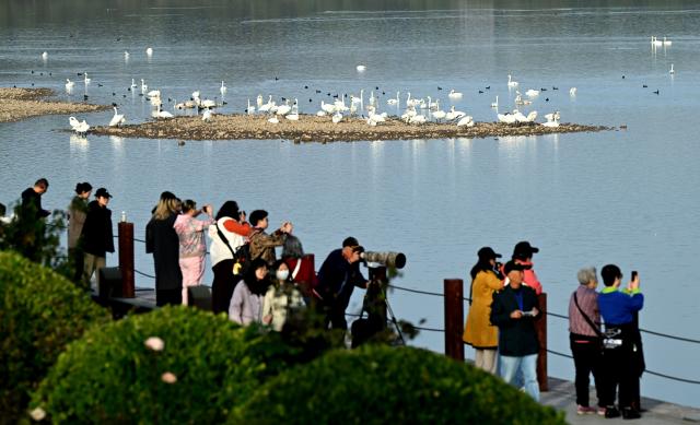 (261030) -- ZHENGZHOU, Oct. 30, 2026 (Xinhua) -- Tourists watch swans at a wetland park in Sanmenxia, central China's Henan Province, Oct. 29, 2026. A large number of migratory swans have flocked in to winter at the Yellow River wetland in Sanmenxia. (Xinhua/Zhu Xiang)