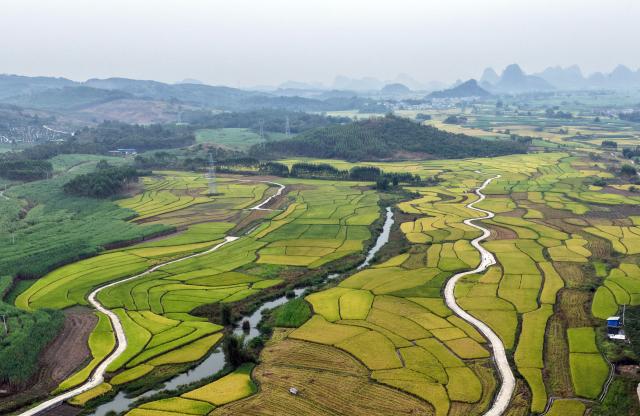 (261030) -- LIUZHOU, Oct. 30, 2026 (Xinhua) -- An aerial drone photo taken on Oct. 30, 2026 shows the rural autumn scenery in Xingui Village of Rong'an County, Liuzhou City, south China's Guangxi Zhuang Autonomous Region. Currently, late rice in Rong'an County is entering its harvest season. The rural fields are dyed in autumn colors. (Xinhua/Huang Xiaobang)
