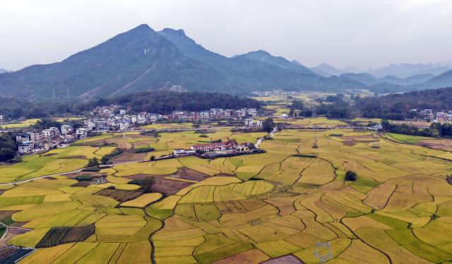 (261030) -- LIUZHOU, Oct. 30, 2026 (Xinhua) -- An aerial drone photo taken on Oct. 30, 2026 shows the rural autumn scenery in Xingui Village of Rong'an County, Liuzhou City, south China's Guangxi Zhuang Autonomous Region. Currently, late rice in Rong'an County is entering its harvest season. The rural fields are dyed in autumn colors. (Xinhua/Huang Xiaobang)