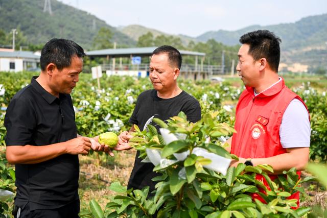 (261030) -- XINGYE, Oct. 30, 2026 (Xinhua) -- Village officials and a villager (C) check the growth of guava at a guava planting base in Liulian Village of Xingye County of Yulin City, south China's Guangxi Zhuang Autonomous Region, Oct. 30, 2026. Since the beginning of this year, Xingye County has been implementing a "six improvements" program in villages, focusing on the practical improvements in manufacturing, agricultural industry, green space, road access, water facilities, and streetlights. These measures are creating fresh momentum for rural revitalization. (Xinhua/Cao Yiming)