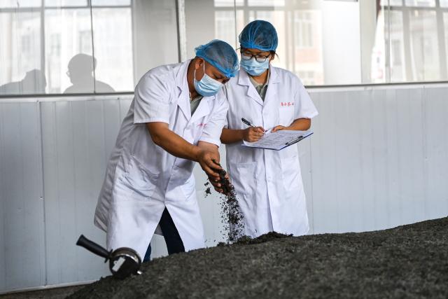 (261030) -- XINGYE, Oct. 30, 2026 (Xinhua) -- Technicians check the fermentation of dark tea at a tea company in Pengtang Village of Xingye County, Yulin City, south China's Guangxi Zhuang Autonomous Region, Oct. 30, 2026. Since the beginning of this year, Xingye County has been implementing a "six improvements" program in villages, focusing on the practical improvements in manufacturing, agricultural industry, green space, road access, water facilities, and streetlights. These measures are creating fresh momentum for rural revitalization. (Xinhua/Cao Yiming)