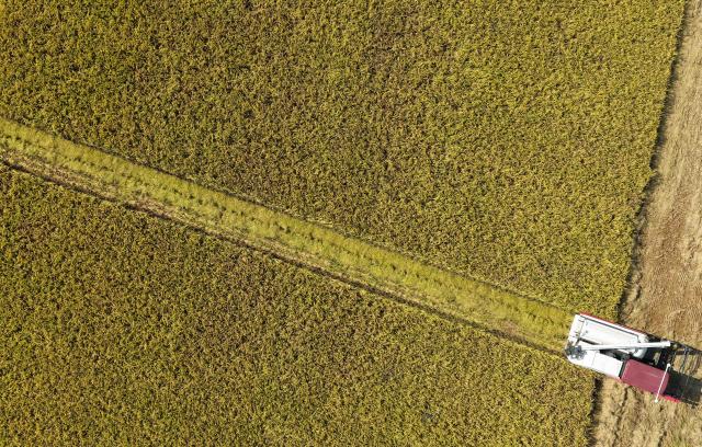 (261030) -- DONGYUAN, Oct. 30, 2026 (Xinhua) -- A drone photo taken on Oct. 30, 2026 shows an unmanned harvester working in fields on an intelligent farm in Liucheng Town of Dongyuan County, south China's Guangdong Province.
  A group of unmanned agricultural machinery developed by a Chinese research team from the country's South China Agricultural University conducted live field demonstrations here on Friday, showcasing a new model for modern smart agriculture. (Xinhua/Deng Hua)