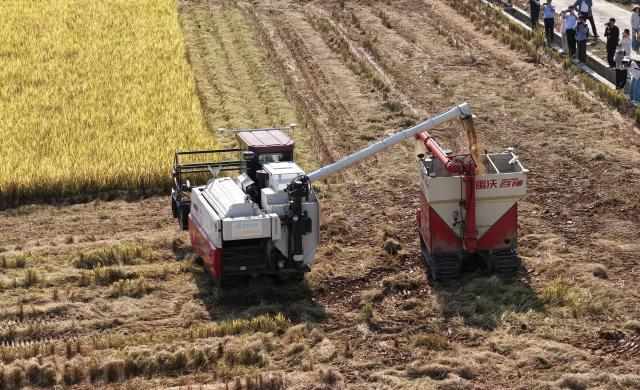 (261030) -- DONGYUAN, Oct. 30, 2026 (Xinhua) -- A drone photo taken on Oct. 30, 2026 shows an unmanned harvester unloading harvested rice into an autonomous grain transport vehicle on an intelligent farm in Liucheng Town of Dongyuan County, south China's Guangdong Province.
  A group of unmanned agricultural machinery developed by a Chinese research team from the country's South China Agricultural University conducted live field demonstrations here on Friday, showcasing a new model for modern smart agriculture. (Xinhua/Deng Hua)