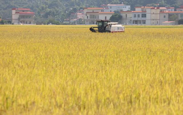 (261030) -- DONGYUAN, Oct. 30, 2026 (Xinhua) -- An unmanned harvester works in fields on an intelligent farm in Liucheng Town of Dongyuan County, south China's Guangdong Province, Oct. 30, 2026.
  A group of unmanned agricultural machinery developed by a Chinese research team from the country's South China Agricultural University conducted live field demonstrations here on Friday, showcasing a new model for modern smart agriculture. (Xinhua/Deng Hua)