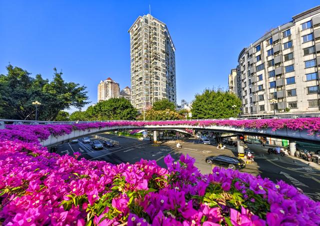 (261030) -- FUZHOU, Oct. 30, 2026 (Xinhua) -- Bougainvillea flowers are pictured in full bloom on a pedestrian overpass in Gulou District of Fuzhou, southeast China's Fujian Province, Oct. 28, 2026. Fuzhou, located on the coast of the East China Sea and the banks of the Minjiang River, is a renowned historical city with a history of over 2,200 years. Relying on its natural endowments and cultural heritage, Fuzhou has coordinated urban renewal, ecological governance, cultural heritage preservation and other aspects to promote high-quality and sustainable urban development. (Xinhua/Wei Peiquan)