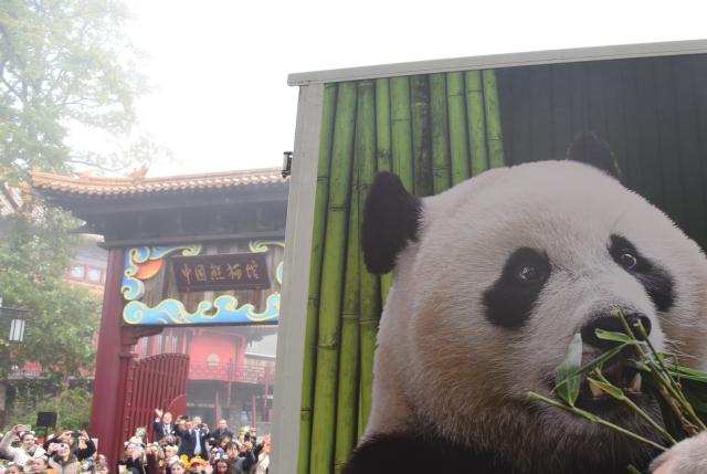 (261030) -- RHENEN, Oct. 30, 2026 (Xinhua) -- People see a vehicle carrying giant panda Lang Yue off during a farewell ceremony at the Ouwehands Zoo in Rhenen, the Netherlands, Oct. 30, 2026. TO GO WITH "Feature: 'One day, I want to visit her in China' -- Dutch visitors see off giant panda Lang Yue" (Xinhua/Li Hong)