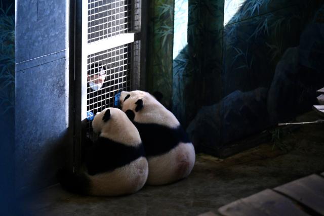 (261030) -- RHENEN, Oct. 30, 2026 (Xinhua) -- A keeper interacts with giant panda Lang Yue (L) and her mother, Wu Wen, at the Ouwehands Zoo in Rhenen, the Netherlands, Oct. 29, 2026. TO GO WITH "Feature: 'One day, I want to visit her in China' -- Dutch visitors see off giant panda Lang Yue" (Xinhua/Lyu You)