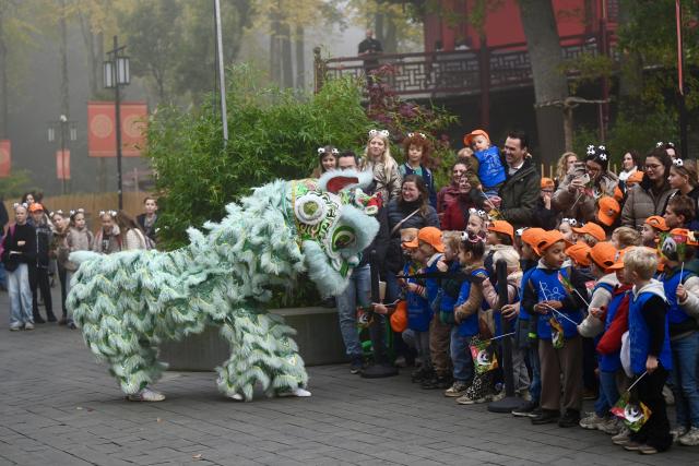 (261030) -- RHENEN, Oct. 30, 2026 (Xinhua) -- A traditional Chinese lion dance is staged during a farewell ceremony for giant panda Lang Yue in Rhenen, the Netherlands, Oct. 30, 2026. TO GO WITH "Feature: 'One day, I want to visit her in China' -- Dutch visitors see off giant panda Lang Yue" (Xinhua/Lyu You)