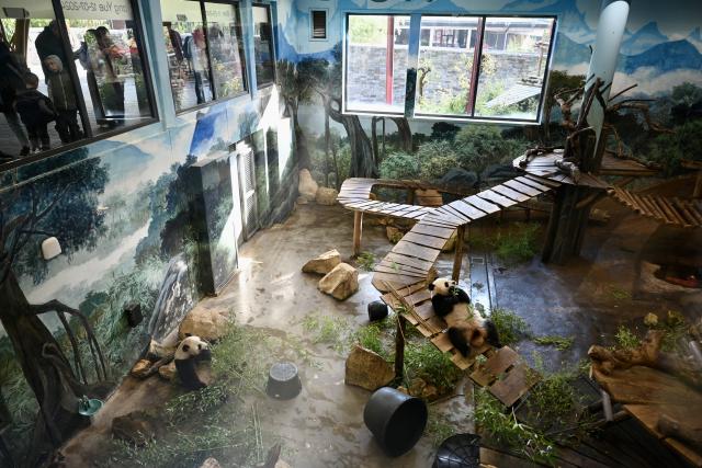 (261030) -- RHENEN, Oct. 30, 2026 (Xinhua) -- Giant panda Lang Yue (R) is seen with her mother Wu Wen at the Ouwehands Zoo in Rhenen, the Netherlands, Oct. 29, 2026. TO GO WITH "Feature: 'One day, I want to visit her in China' -- Dutch visitors see off giant panda Lang Yue" (Xinhua/Lyu You)
