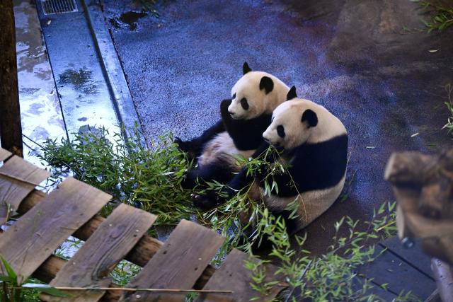 (261030) -- RHENEN, Oct. 30, 2026 (Xinhua) -- Giant panda Lang Yue (L) is seen with her mother, Wu Wen, at the Ouwehands Zoo in Rhenen, the Netherlands, Oct. 29, 2026. TO GO WITH "Feature: 'One day, I want to visit her in China' -- Dutch visitors see off giant panda Lang Yue" (Xinhua/Lyu You)