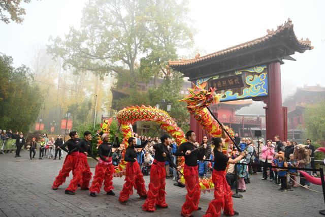 (261030) -- RHENEN, Oct. 30, 2026 (Xinhua) -- A traditional Chinese dragon dance is staged during a farewell ceremony for giant panda Lang Yue at the Ouwehands Zoo in Rhenen, the Netherlands, Oct. 30, 2026. TO GO WITH "Feature: 'One day, I want to visit her in China' -- Dutch visitors see off giant panda Lang Yue" (Xinhua/Lyu You)