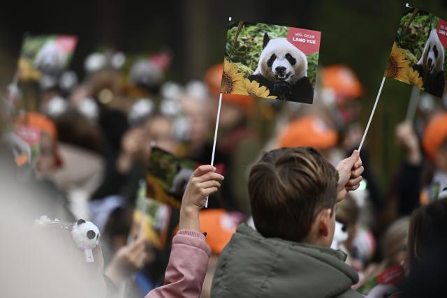 (261030) -- RHENEN, Oct. 30, 2026 (Xinhua) -- People wave flags bearing images of giant panda Lang Yue during a farewell ceremony at the Ouwehands Zoo in Rhenen, the Netherlands, Oct. 30, 2026. TO GO WITH "Feature: 'One day, I want to visit her in China' -- Dutch visitors see off giant panda Lang Yue" (Xinhua/Lyu You)