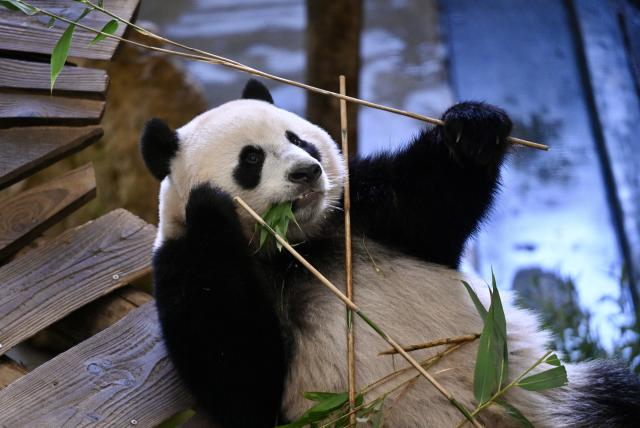 (261030) -- RHENEN, Oct. 30, 2026 (Xinhua) -- Giant panda Lang Yue is seen at the Ouwehands Zoo in Rhenen, the Netherlands, Oct. 29, 2026. TO GO WITH "Feature: 'One day, I want to visit her in China' -- Dutch visitors see off giant panda Lang Yue" (Xinhua/Lyu You)