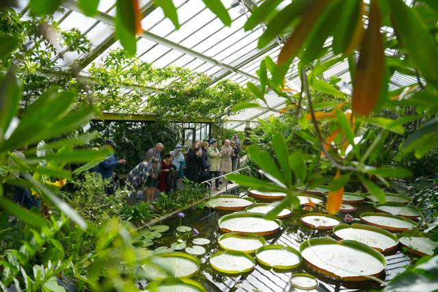 (261031) -- LONDON, Oct. 31, 2026 (Xinhua) -- People gather around a pool of giant waterlily at Kew's Princess of Wales Conservatory in London, Britain, Oct. 17, 2026. TO GO WITH "Feature: Visiting Kew through lens of biodiversity conservation" (Xinhua/Zhang Feng)