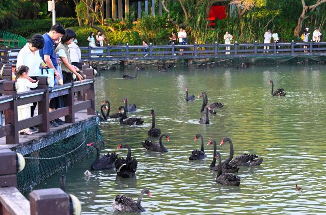 (261031) -- XIAMEN, Oct. 31, 2026 (Xinhua) -- People watch black swans at a wetland park in Huli District of Xiamen, southeast China's Fujian Province, Oct. 26, 2026. For years, Xiamen has continued to promote ecological development by stepping up efforts to build "beautiful bays," protect tidal flats and wetlands, and restore coastal ecosystems. (Xinhua/Lin Shanchuan)