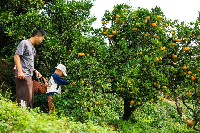 (261031) -- NINGBO, Oct. 31, 2026 (Xinhua) -- Visitors pick citrus fruits at a farm in Cicheng Town of Jiangbei District, Ningbo City, east China's Zhejiang Province, Oct. 31, 2026. The harvest season is underway for a variety of crops in Jiangbei District of Ningbo City. Drawing on its agricultural resources, the district has been promoting the integration of agriculture, culture and tourism, offering visitors a chance to experience the joy of the harvest firsthand. (Xinhua/Jiang Han)
