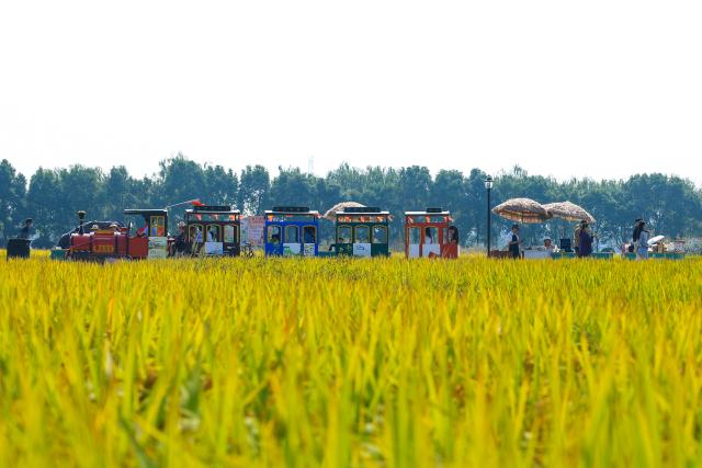 (261031) -- NINGBO, Oct. 31, 2026 (Xinhua) -- People visit a paddy field in Banpu Village of Jiangbei District, Ningbo City, east China's Zhejiang Province, Oct. 31, 2026. The harvest season is underway for a variety of crops in Jiangbei District of Ningbo City. Drawing on its agricultural resources, the district has been promoting the integration of agriculture, culture and tourism, offering visitors a chance to experience the joy of the harvest firsthand. (Xinhua/Jiang Han)