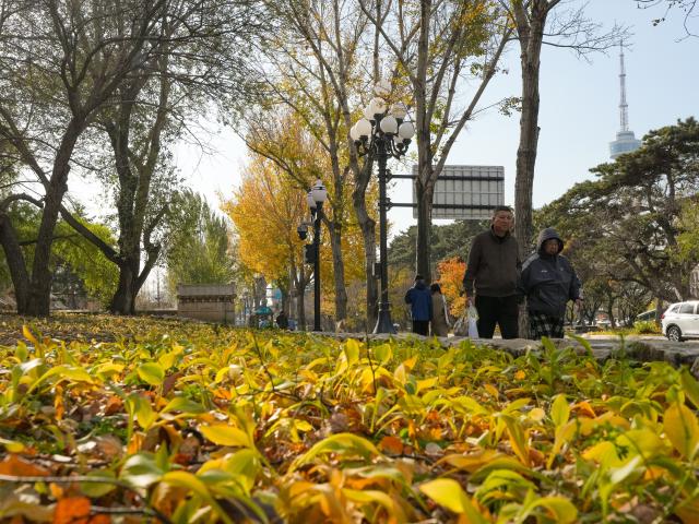 (261031) -- CHANGCHUN, Oct. 31, 2026 (Xinhua) -- People walk along the pedestrian walkway on Xinmin Avenue in Changchun, northeast China's Jilin Province, Oct. 30, 2026. Carpeted with golden leaves on some roads and in some parks, Changchun's autumn boasts stunning and inviting views. Thanks to the decision of the city's urban management authority, fallen leaves have been postponed for sweeping, and retained for public viewing in designated area since 2020, on the premise of not affecting road traffic. (Xinhua/Zhang Nan)