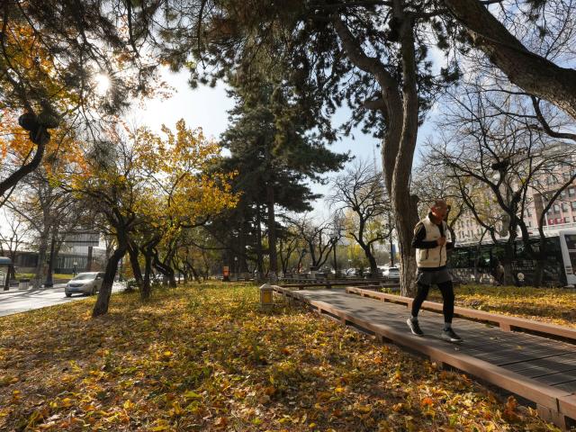 (261031) -- CHANGCHUN, Oct. 31, 2026 (Xinhua) -- A man jogs along a wooden trail on Xinmin Avenue in Changchun, northeast China's Jilin Province, Oct. 30, 2026. Carpeted with golden leaves on some roads and in some parks, Changchun's autumn boasts stunning and inviting views. Thanks to the decision of the city's urban management authority, fallen leaves have been postponed for sweeping, and retained for public viewing in designated area since 2020, on the premise of not affecting road traffic. (Xinhua/Zhang Nan)
