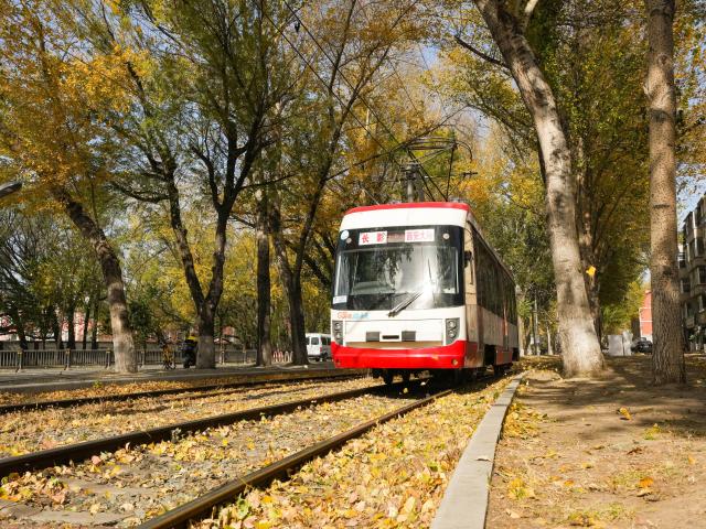 (261031) -- CHANGCHUN, Oct. 31, 2026 (Xinhua) -- A tram glides along Chuncheng Street in Changchun, northeast China's Jilin Province, Oct. 27, 2026. Carpeted with golden leaves on some roads and in some parks, Changchun's autumn boasts stunning and inviting views. Thanks to the decision of the city's urban management authority, fallen leaves have been postponed for sweeping, and retained for public viewing in designated area since 2020, on the premise of not affecting road traffic. (Xinhua/Zhang Nan)