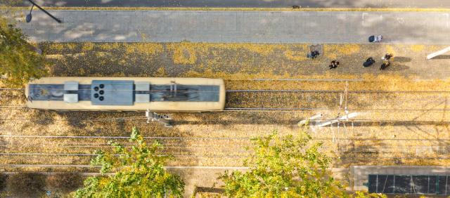 (261031) -- CHANGCHUN, Oct. 31, 2026 (Xinhua) -- A drone photo taken on Oct. 27, 2026 shows a tram gliding along Chuncheng Street in Changchun, northeast China's Jilin Province. Carpeted with golden leaves on some roads and in some parks, Changchun's autumn boasts stunning and inviting views. Thanks to the decision of the city's urban management authority, fallen leaves have been postponed for sweeping, and retained for public viewing in designated area since 2020, on the premise of not affecting road traffic. (Xinhua/Zhang Nan)