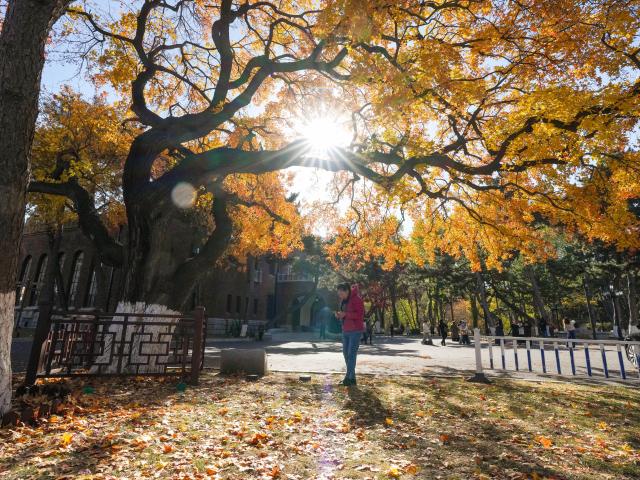 (261031) -- CHANGCHUN, Oct. 31, 2026 (Xinhua) -- A woman takes photos at a hotel in Changchun, northeast China's Jilin Province, Oct. 27, 2026. Carpeted with golden leaves on some roads and in some parks, Changchun's autumn boasts stunning and inviting views. Thanks to the decision of the city's urban management authority, fallen leaves have been postponed for sweeping, and retained for public viewing in designated area since 2020, on the premise of not affecting road traffic. (Xinhua/Zhang Nan)