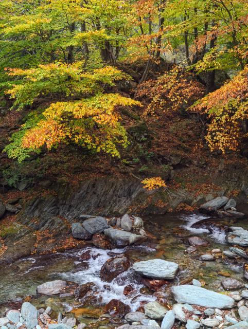 (261031) -- GUANGYUAN, Oct. 31, 2026 (Xinhua) -- This photo taken on Oct. 31, 2026 shows the autumn scenery at the Tangjiahe National Nature Reserve in Qingchuan County of Guangyuan City, southwest China's Sichuan Province. (Xinhua/Jiang Hongjing)