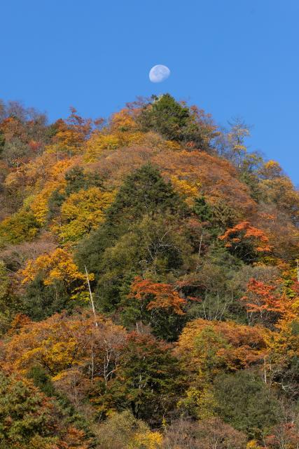 (261031) -- GUANGYUAN, Oct. 31, 2026 (Xinhua) -- This photo taken on Oct. 30, 2026 shows the autumn scenery at the Tangjiahe National Nature Reserve in Qingchuan County of Guangyuan City, southwest China's Sichuan Province. (Xinhua/Jiang Hongjing)