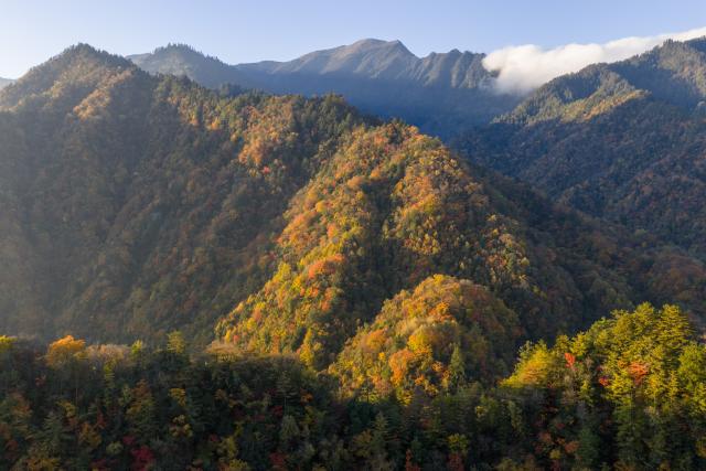 (261031) -- GUANGYUAN, Oct. 31, 2026 (Xinhua) -- An aerial drone photo taken on Oct. 30, 2026 shows the autumn scenery at the Tangjiahe National Nature Reserve in Qingchuan County of Guangyuan City, southwest China's Sichuan Province. (Xinhua/Jiang Hongjing)